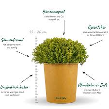 Image result for Thymian