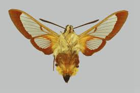 Attēlu rezultāti vaicājumam “Hemaris fuciformis”