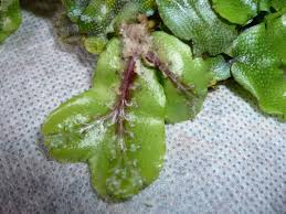 Attēlu rezultāti vaicājumam “Conocephalum conicum”