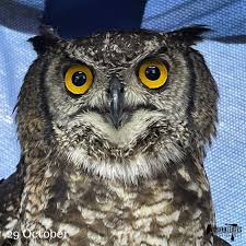 Attēlu rezultāti vaicājumam “Bubo bubo adult”