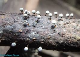 Attēlu rezultāti vaicājumam “Craterium aureonucleatum spores”