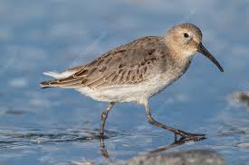 Attēlu rezultāti vaicājumam “Calidris alpina”