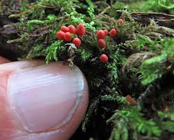 Attēlu rezultāti vaicājumam “Lycogala conicum sessile”