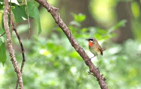 Image result for Luscinia calliope