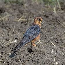 Image result for Falco vespertinus