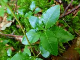 Attēlu rezultāti vaicājumam “Orthilia secunda leaf”