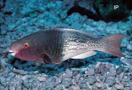 Image result for Scarus rubroviolaceus