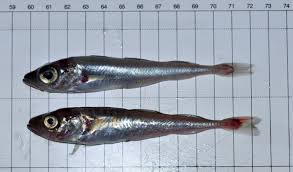 Image result for Boreogadus saida