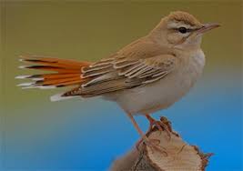 Image result for Cercotrichas galactotes