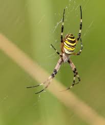 Attēlu rezultāti vaicājumam “Argiope bruennichi female”