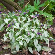 Image result for Pulmonaria Silverado