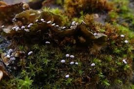 Attēlu rezultāti vaicājumam “Didymium clavus”