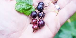 Attēlu rezultāti vaicājumam “Ribes nigrum fruit”