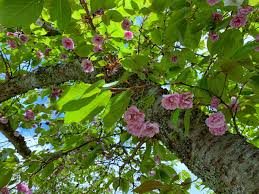 Image result for Reading University Riding Club