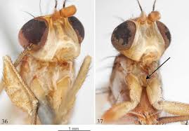 Attēlu rezultāti vaicājumam “Cribraria ferruginea macro”