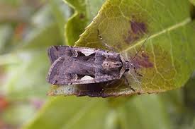 Attēlu rezultāti vaicājumam “Xestia c-nigrum”