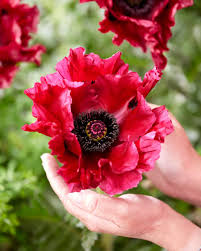 Image result for Papaver orientale