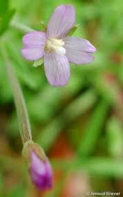 Attēlu rezultāti vaicājumam “Epilobium parviflorum”