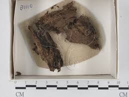 Attēlu rezultāti vaicājumam “Comatricha sp.”