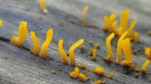 Attēlu rezultāti vaicājumam “Paradiacheopsis rigida macro”