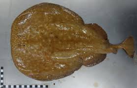 Image result for Torpedo marmorata