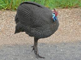 Attēlu rezultāti vaicājumam “Numida meleagris”