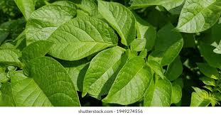 Attēlu rezultāti vaicājumam “Solanum tuberosum leaf”