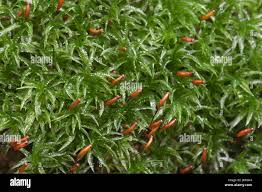 Attēlu rezultāti vaicājumam “Atrichum undulatum”