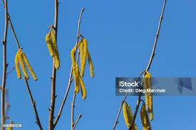 Attēlu rezultāti vaicājumam “Corylus avellana male flower”