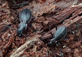 Attēlu rezultāti vaicājumam “Ceruchus chrysomelinus imago”