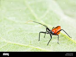 Attēlu rezultāti vaicājumam “Pantilius tunicatus imago”