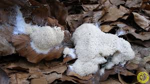 Attēlu rezultāti vaicājumam “Fuligo cinerea”