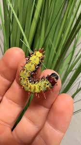 Attēlu rezultāti vaicājumam “Diacrisia sannio larva”