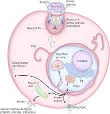 Attēlu rezultāti vaicājumam “Enteridium variabile plasmodium”