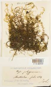 Attēlu rezultāti vaicājumam “Drepanocladus polygamus”