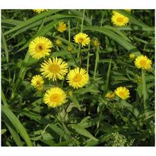 Attēlu rezultāti vaicājumam “Inula britannica flower”