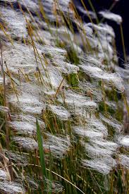 Attēlu rezultāti vaicājumam “Trichophorum alpinum”