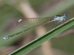 Attēlu rezultāti vaicājumam “Nehalennia speciosa”