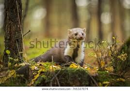 Attēlu rezultāti vaicājumam “Martes foina”