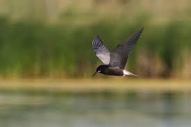 Attēlu rezultāti vaicājumam “Chlidonias niger”