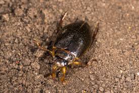 Attēlu rezultāti vaicājumam “Colymbetes striatus”