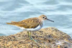 Attēlu rezultāti vaicājumam “Actitis hypoleucos adult”