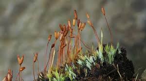 Attēlu rezultāti vaicājumam “Saelania glaucescens”