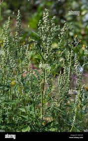 Attēlu rezultāti vaicājumam “Chenopodium album flower”