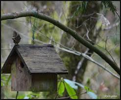 Attēlu rezultāti vaicājumam “Troglodytes troglodytes nest”