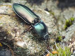 Attēlu rezultāti vaicājumam “Selatosomus aeneus”