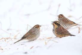 Image result for Emberiza pusilla