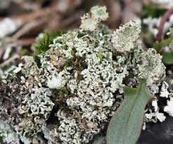 Attēlu rezultāti vaicājumam “Cladonia ramulosa”