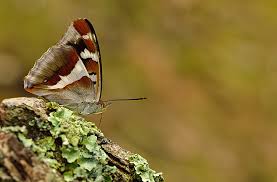 Attēlu rezultāti vaicājumam “Apatura iris female”