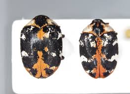 Attēlu rezultāti vaicājumam “Anthrenus scrophulariae”